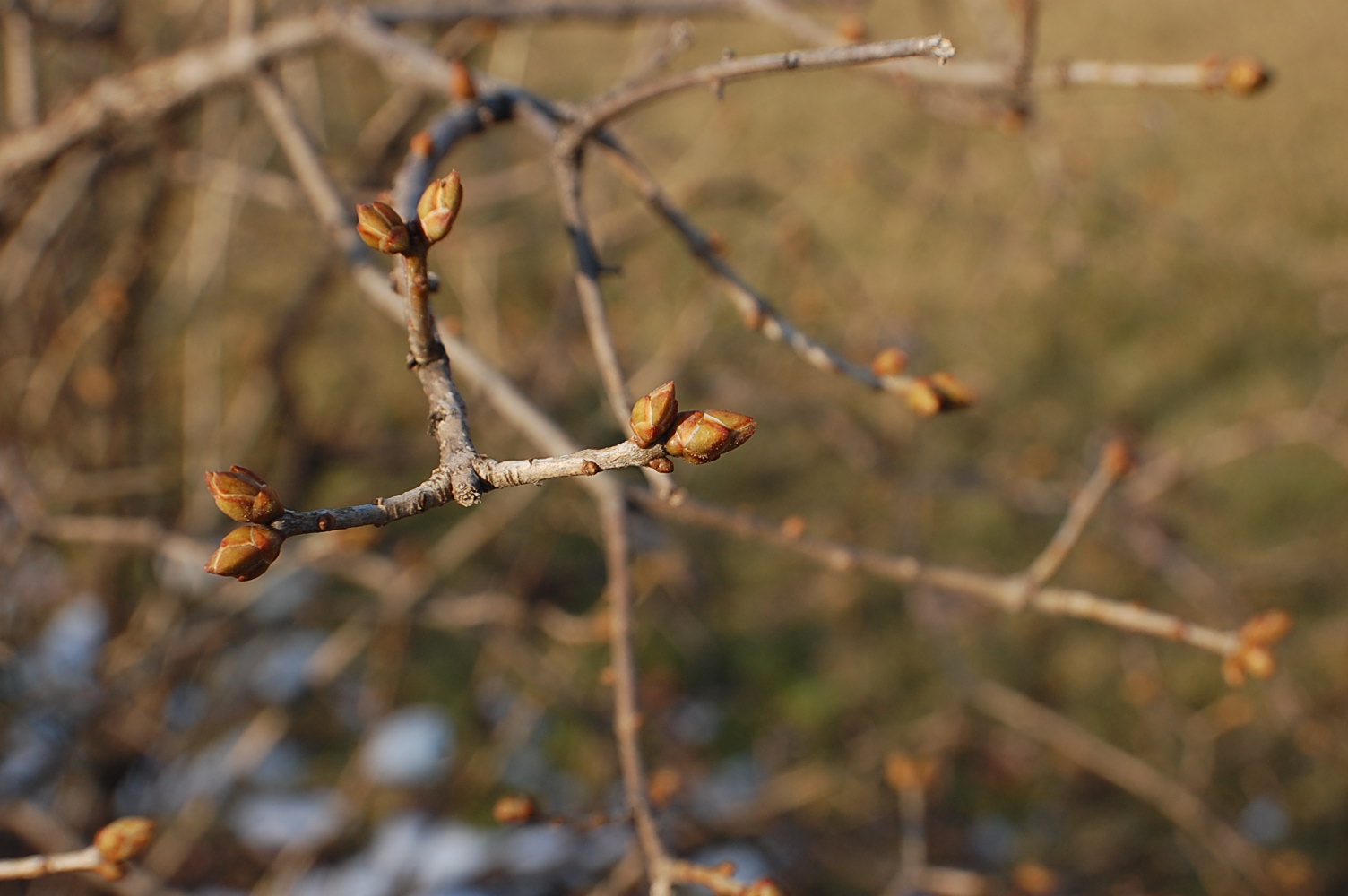 Photograph of twigs by Jennifer Kaplan