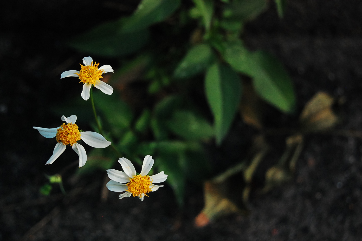 Photograph of weeds by Jennifer Kaplan