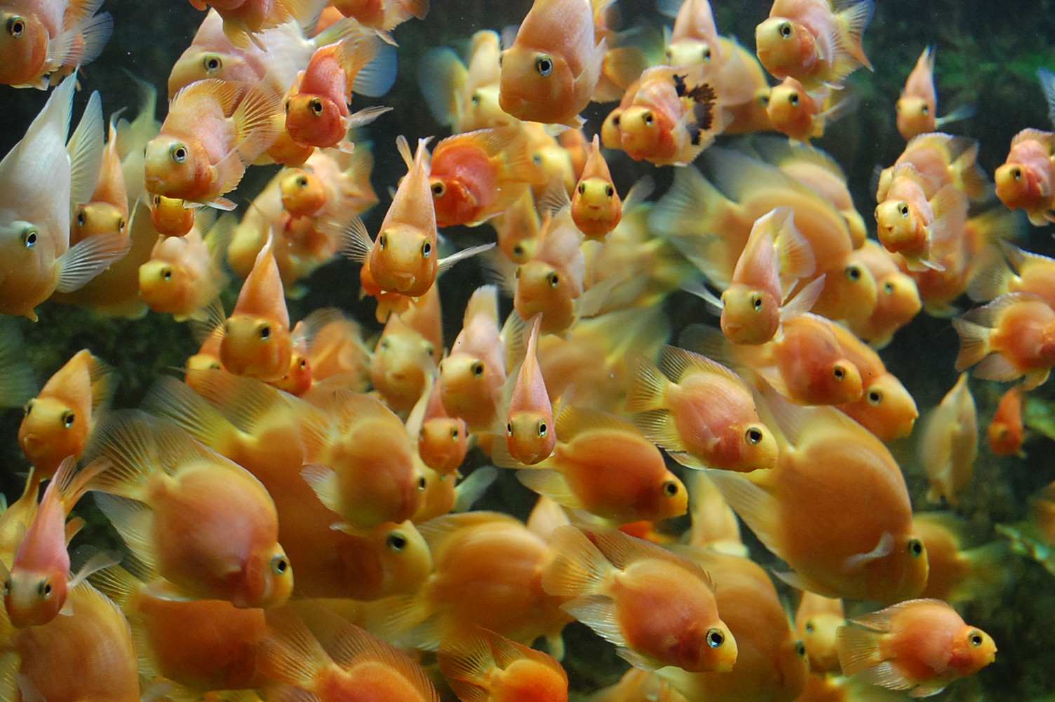Photograph of orange fish by Jennifer Kaplan