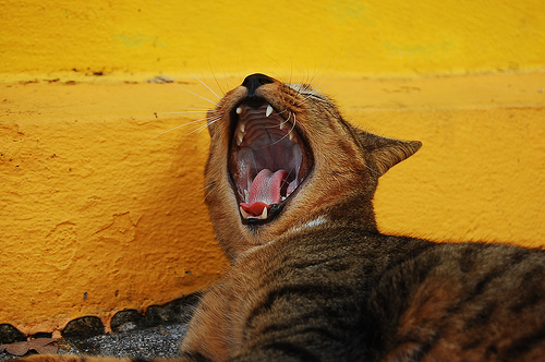 Photograph of yawning cat by Jennifer Kaplan