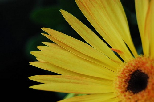 Photograph of yellow flower by Jennifer Kaplan