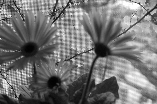 Photograph of flowers by Jennifer Kaplan
